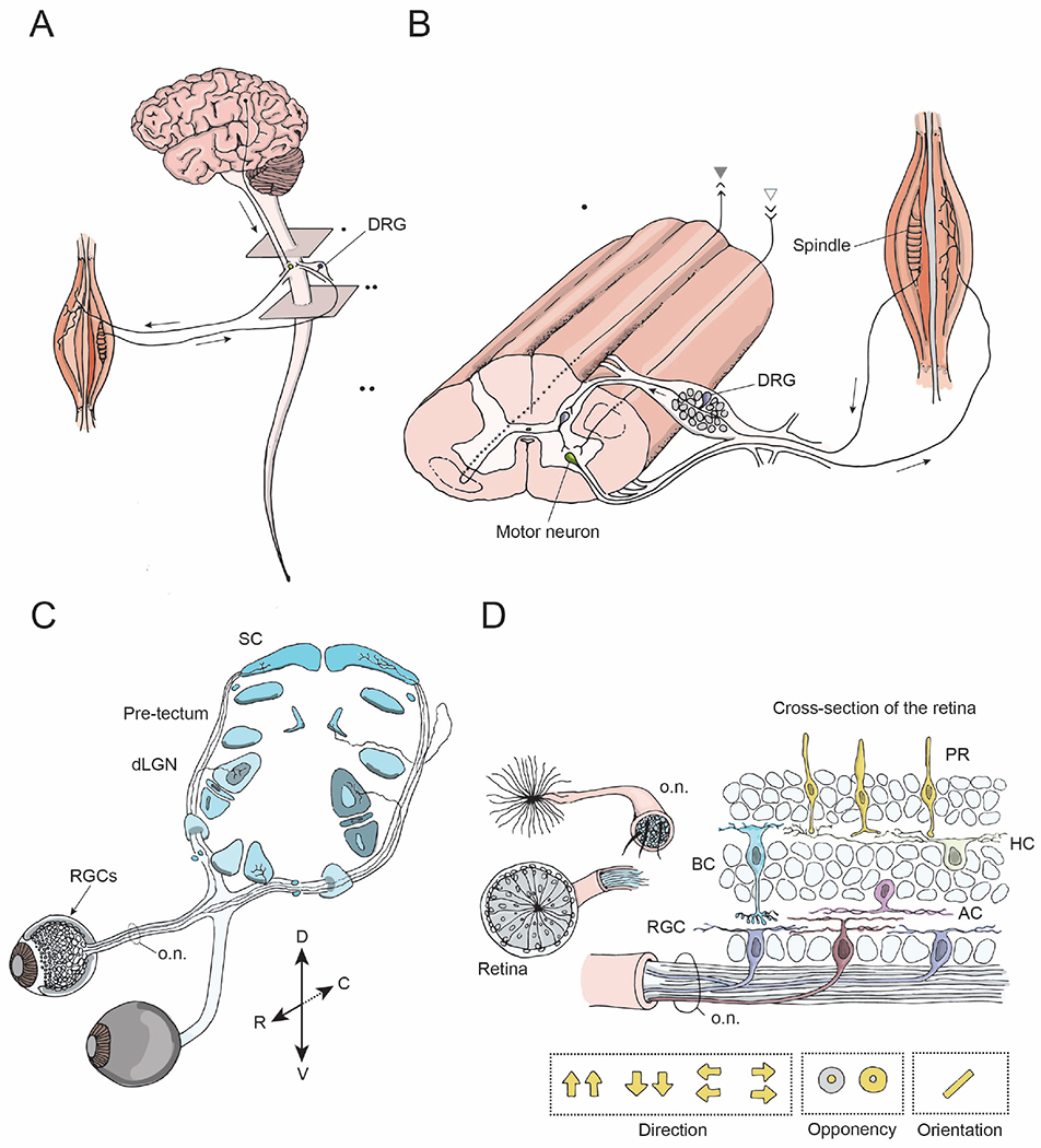 Figure 1: