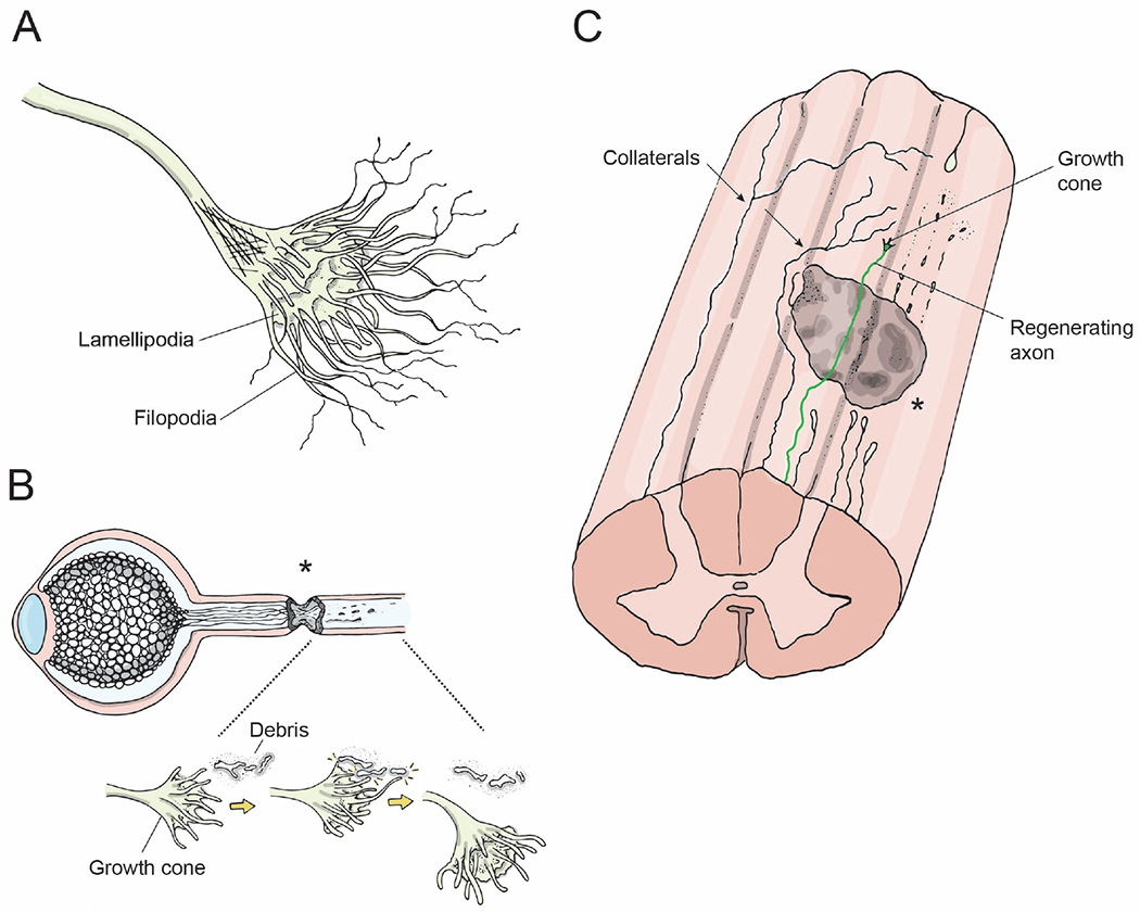 Figure 3: