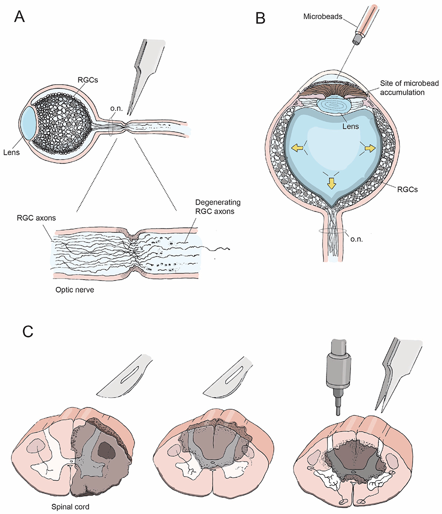 Figure 2: