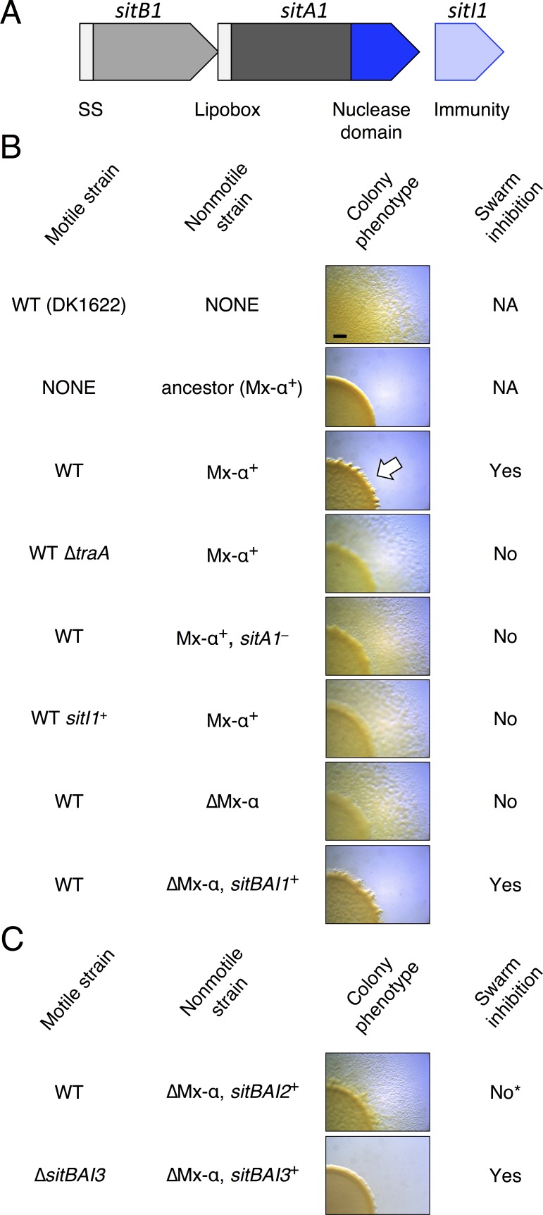 graphic file with name elife-37049-fig1.jpg