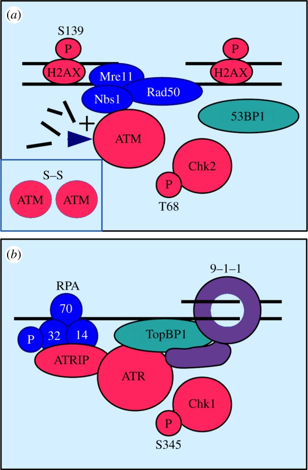 Figure 1.