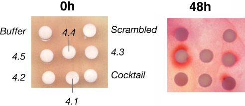 Fig. 3.