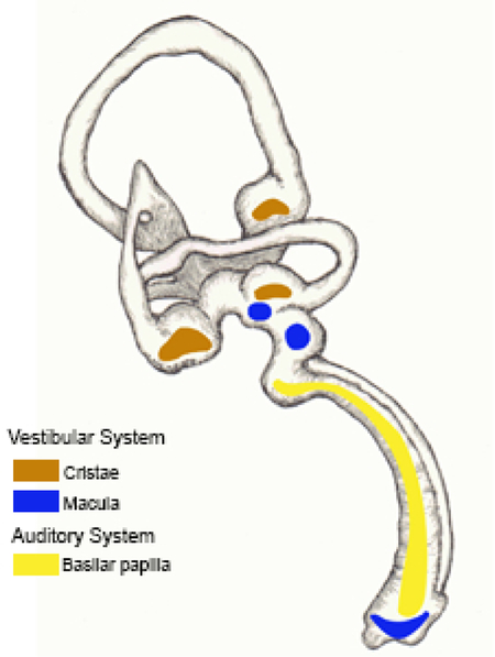 graphic file with name nihms-1515436-f0001.jpg