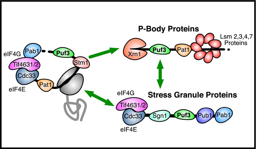 Figure 7.