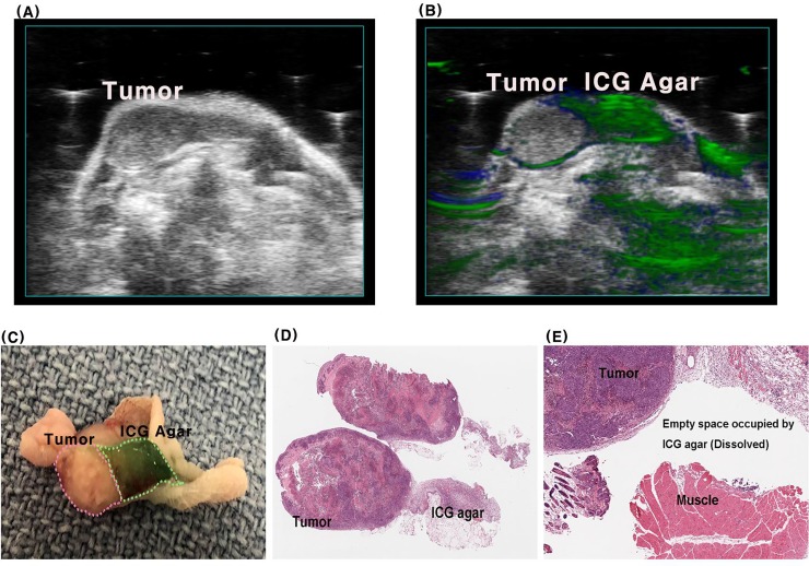 Fig 6