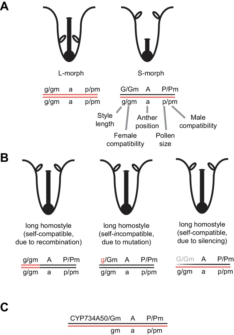 Figure 1—figure supplement 1.