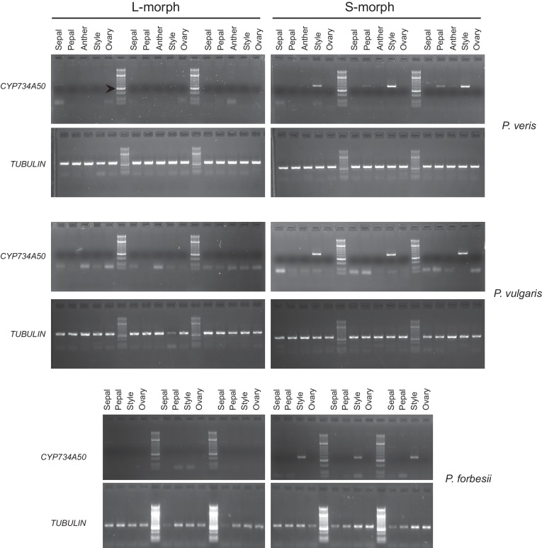 Figure 1—figure supplement 2.