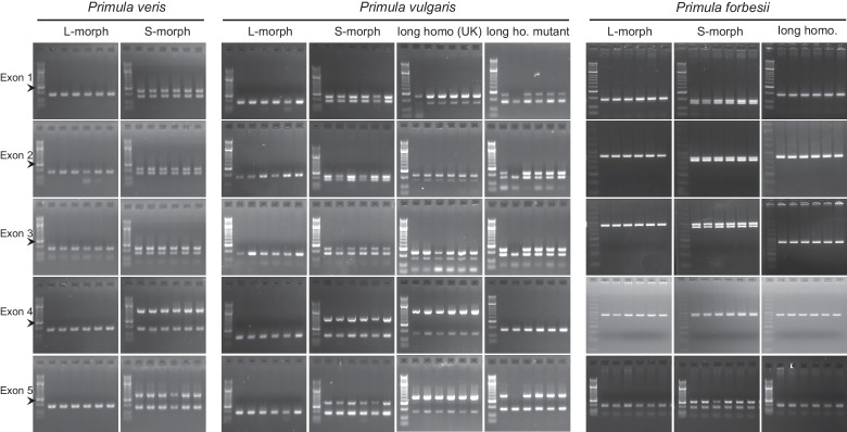 Figure 2—figure supplement 1.