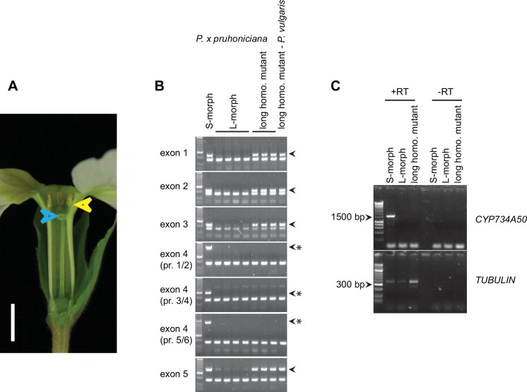 Figure 2—figure supplement 5.