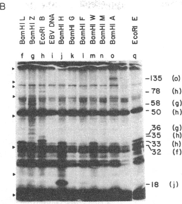 graphic file with name pnas00457-0279-a.jpg