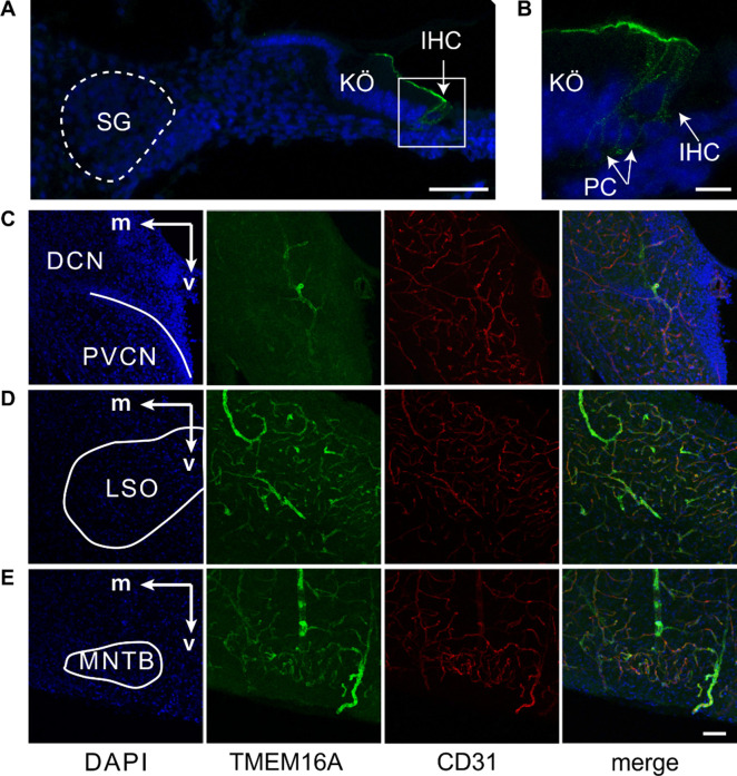 Figure 3—figure supplement 1.