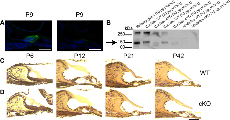 Figure 1—figure supplement 1.