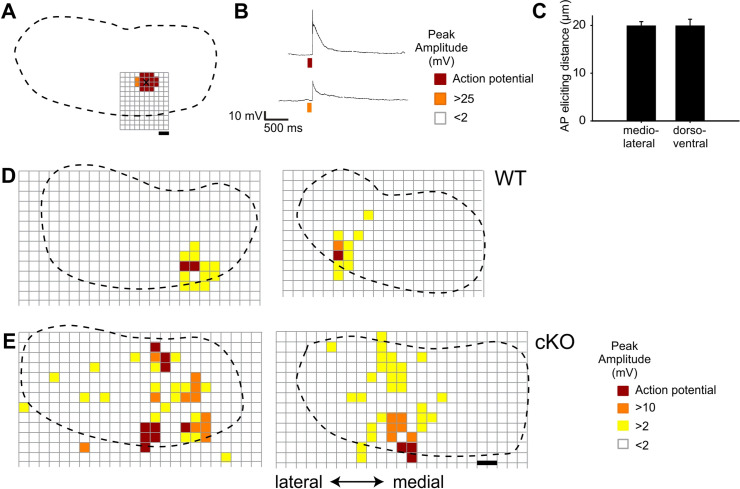 Figure 5—figure supplement 1.