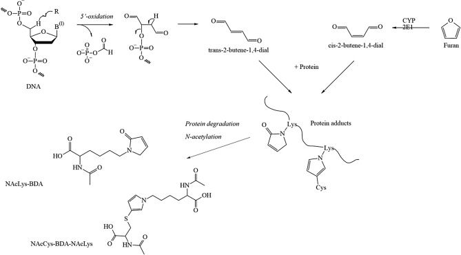 Fig. 13