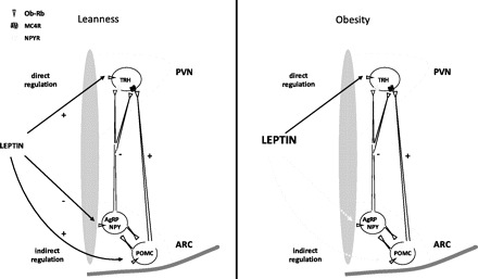 Fig. 10.