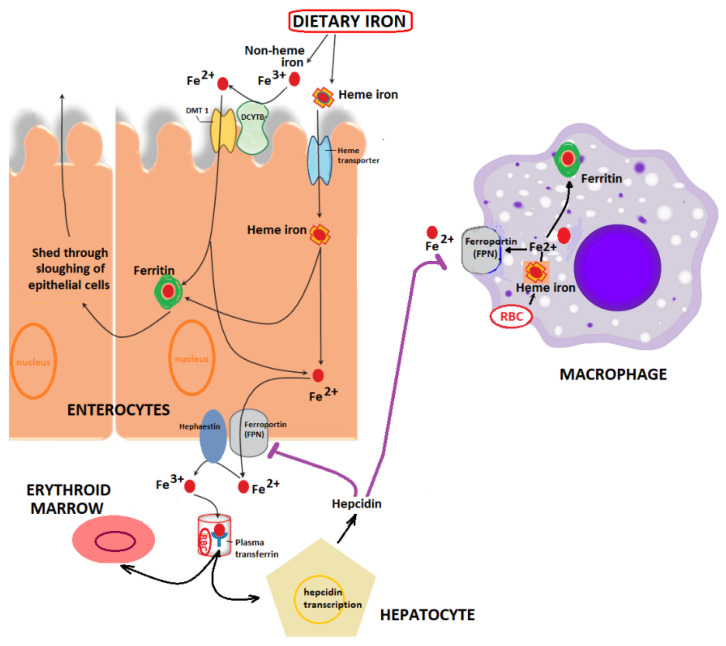 Figure 1