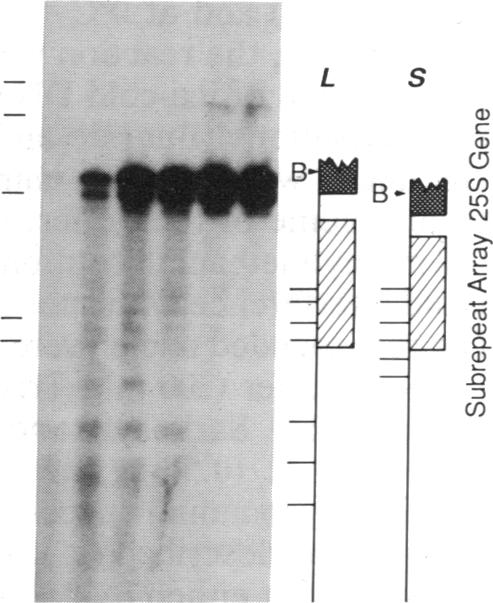 graphic file with name pnas00271-0090-d.jpg