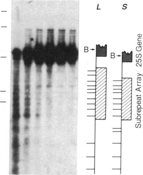 graphic file with name pnas00271-0090-h.jpg