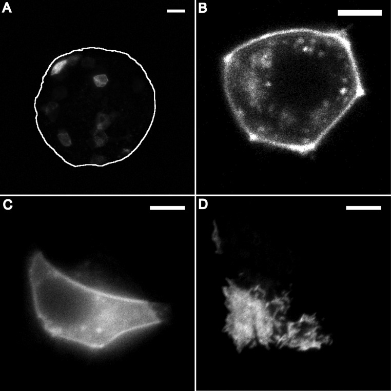 Fig. 6.