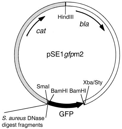 FIG. 1.