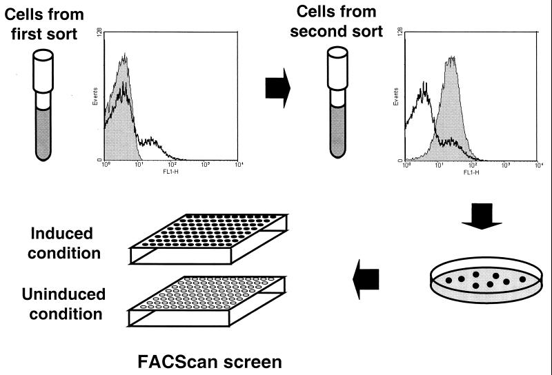 FIG. 2.