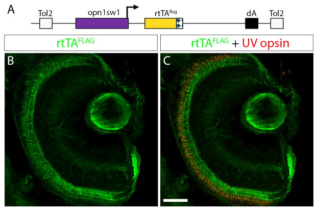 Figure 4