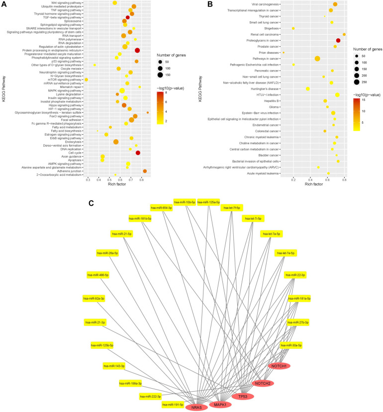 Human Wharton’s Jelly Mesenchymal Stromal Cell-derived Small 