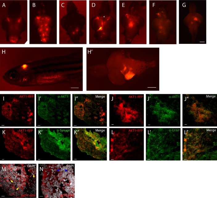 Figure 1—figure supplement 1.