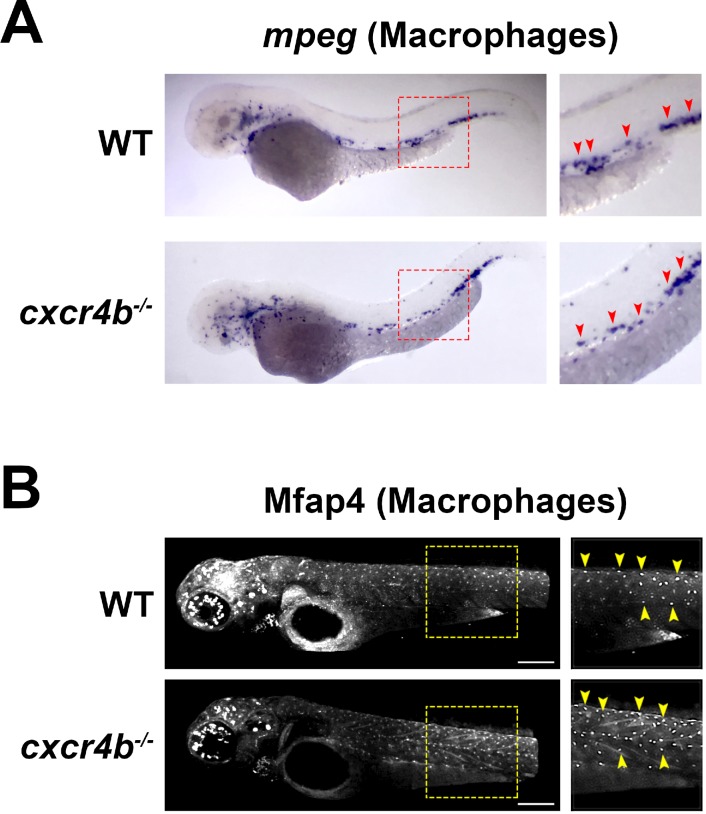 Figure 5—figure supplement 1.