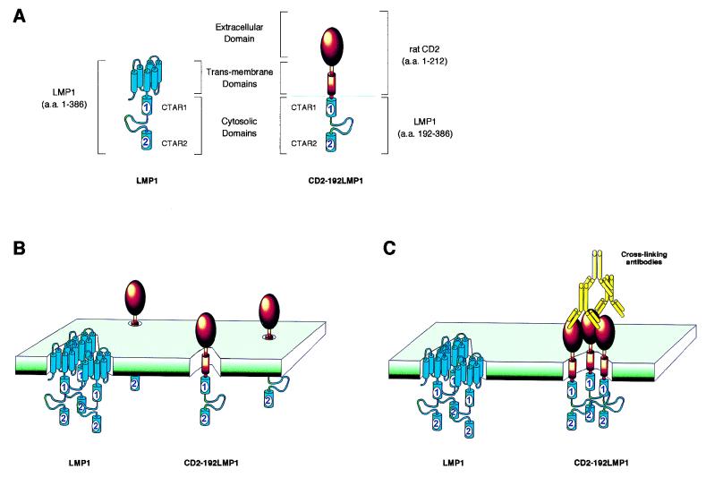 FIG. 3