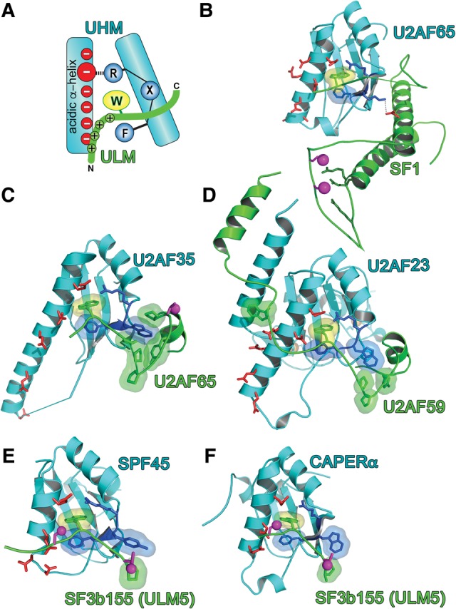 FIGURE 2.