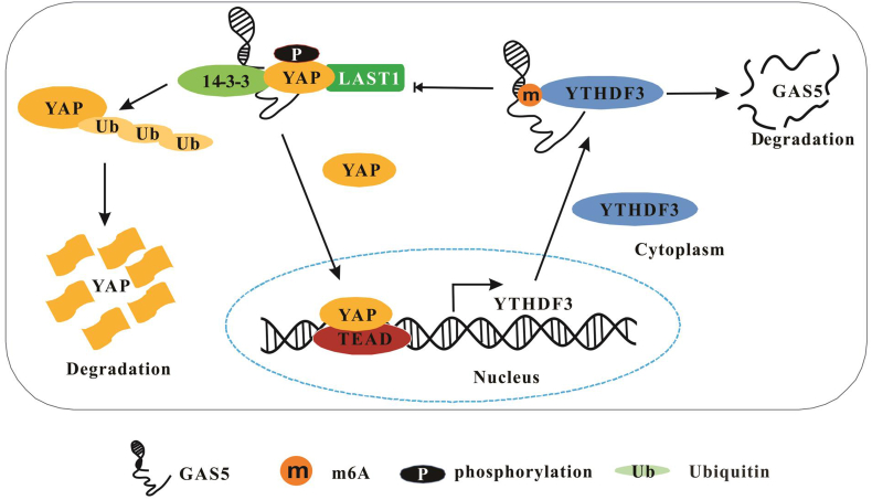 Figure 5