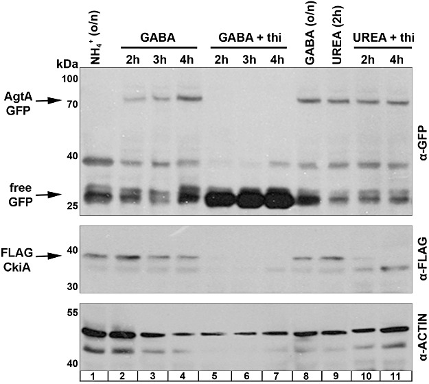 Fig 11