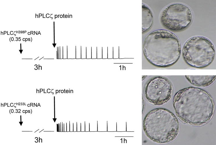 Figure 6