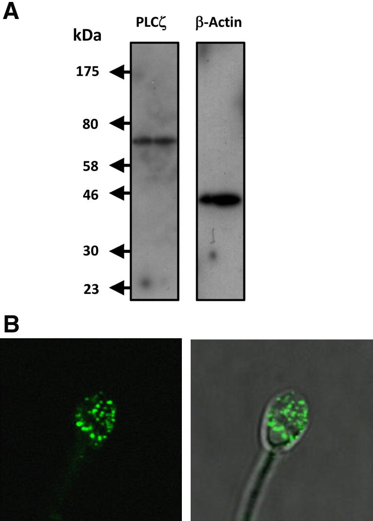 Figure 1