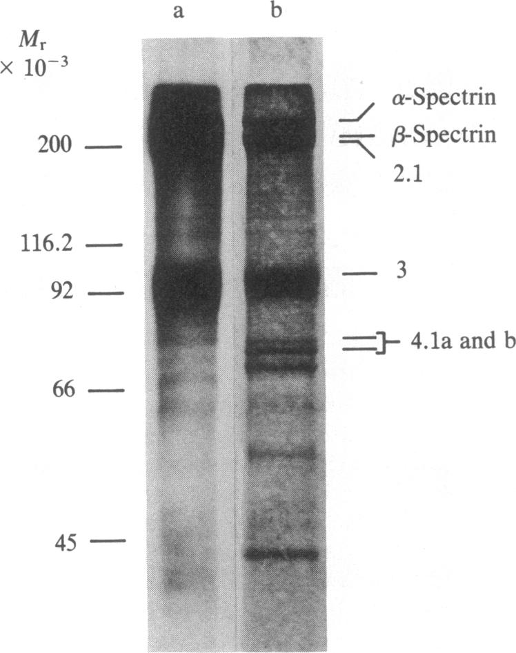 graphic file with name pnas00345-0078-a.jpg