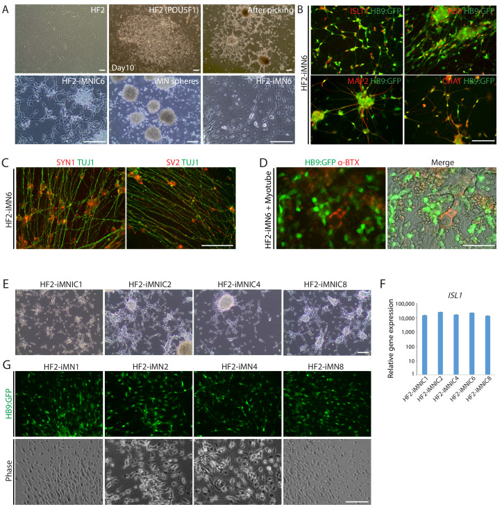 Figure 4—figure supplement 1.