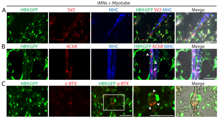 Figure 4.