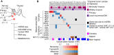 Figure 1. An HCC cohort with complex I mtDNA mutations and chromosomal losses. A, Clinical cohort of HCC and normal thyroid samples with profiling methods used. CGH, comparative genomic hybridization; primary, primary tumor. B, Mutations in mtDNA organized by complex with allelic fraction >0.2 with CGH-SNP array copy-number profile. See also Supplementary Fig. S1.