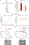Figure 7. Complex I regulates sensitivity to ferroptosis. A, Schematic of electron (e−) flow from NADH into OXPHOS complexes with site of action for NDI1 (yellow arrow) and piericidin. CoQ, coenzyme Q. B, Cell growth for NCI-HCC cells expressing mitoGFP or NDI1 ± pyruvate. Mean ± SD; n = 2, representative of 3 experiments. Significance tested with unpaired t test: ***, P < 0.001; ns, P > 0.05. mitoGFP, mitochondrial-localized GFP. C, Seahorse XFe96 Analyzer traces of OCR and ECAR in NCI-HCC cells expressing mitoGFP or NDI1 with drug injections (dotted vertical lines). Mean ± SD; n = 5 representative of 2 experiments. D, Dose–response curves for RSL3 plotted as normalized cell number for NCI-HCC cells expressing mitoGFP or NDI1, with brightfield microscopy images. Scale bars, 250 μm; mean ± SD; n = 2, representative of 3 experiments. Pier, piericidin. E, Dose–response curves with normalized cell number for RSL3 ± piericidin in Nthy-ori 3-1 cells expressing mitoGFP or NDI1, with brightfield microscopy images. Scale bars, 250 μm. Mean ± SD; n = 2, representative of 3 experiments. For D and E, break in the x-axis is to allow visualization of 0 nmol/L RSL3, and significance tested with extra sum-of-squares F test: ***, P < 0.0001; ns, P > 0.05. See also Supplementary Fig. S7.