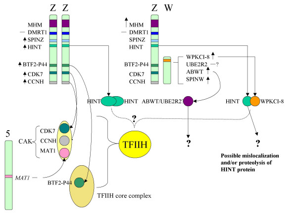 Figure 6