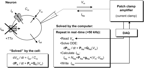 FIGURE 1