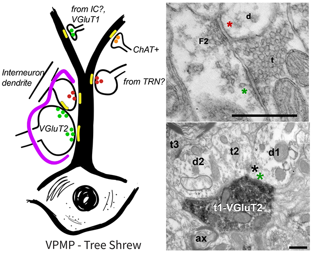 graphic file with name nihms-1663027-f0001.jpg