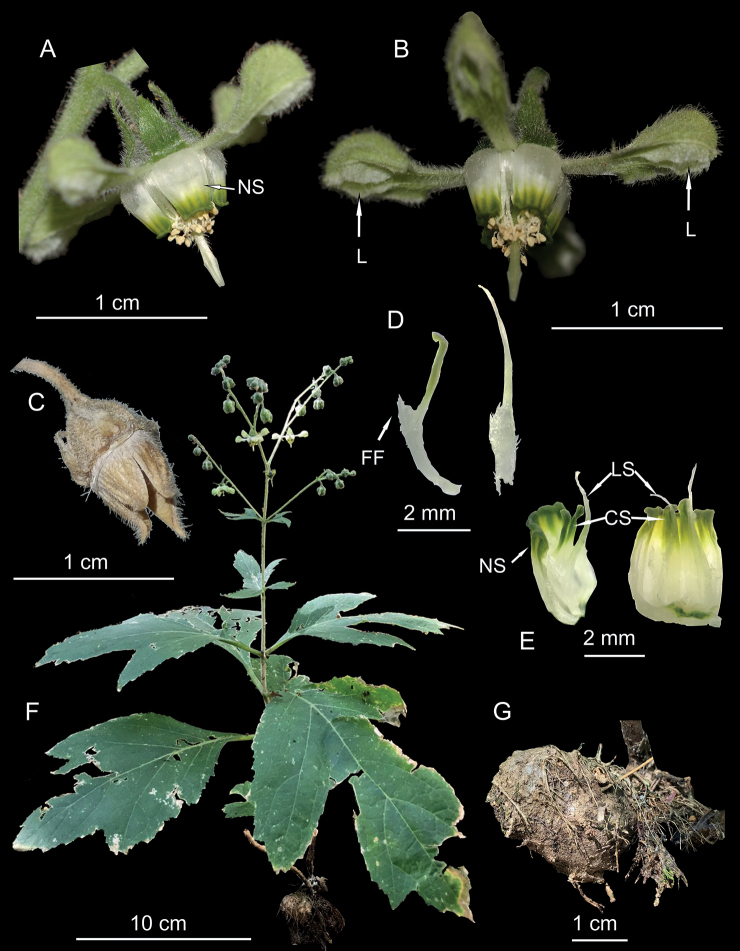 Figure 3.