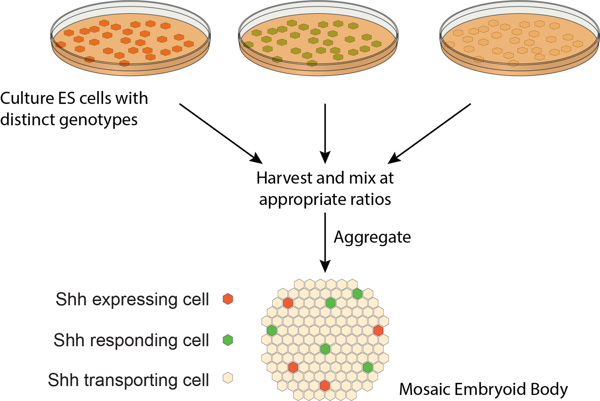 Figure 1: