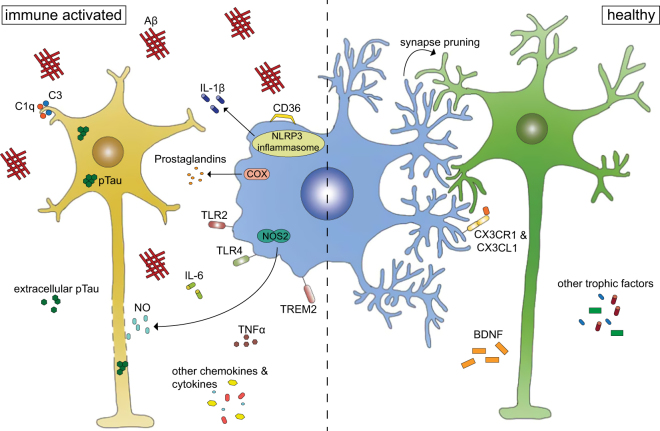 Functional and structural damage of neurons by innate immune mechanisms ...