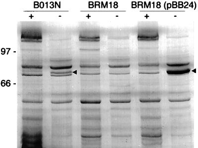 FIG. 5