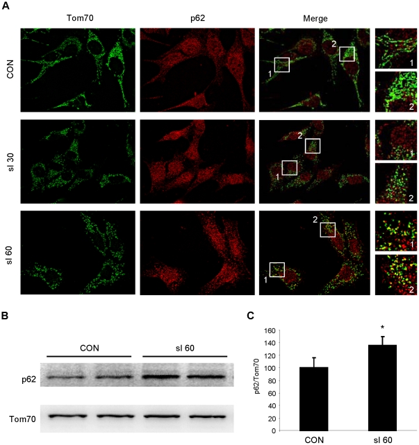 Preconditioning Involves Selective Mitophagy Mediated by Parkin and p62 ...