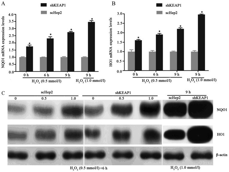 Activation Of The Keap1-nrf2-are Signaling Pathway Reduces Oxidative 