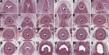 Fig. 10.